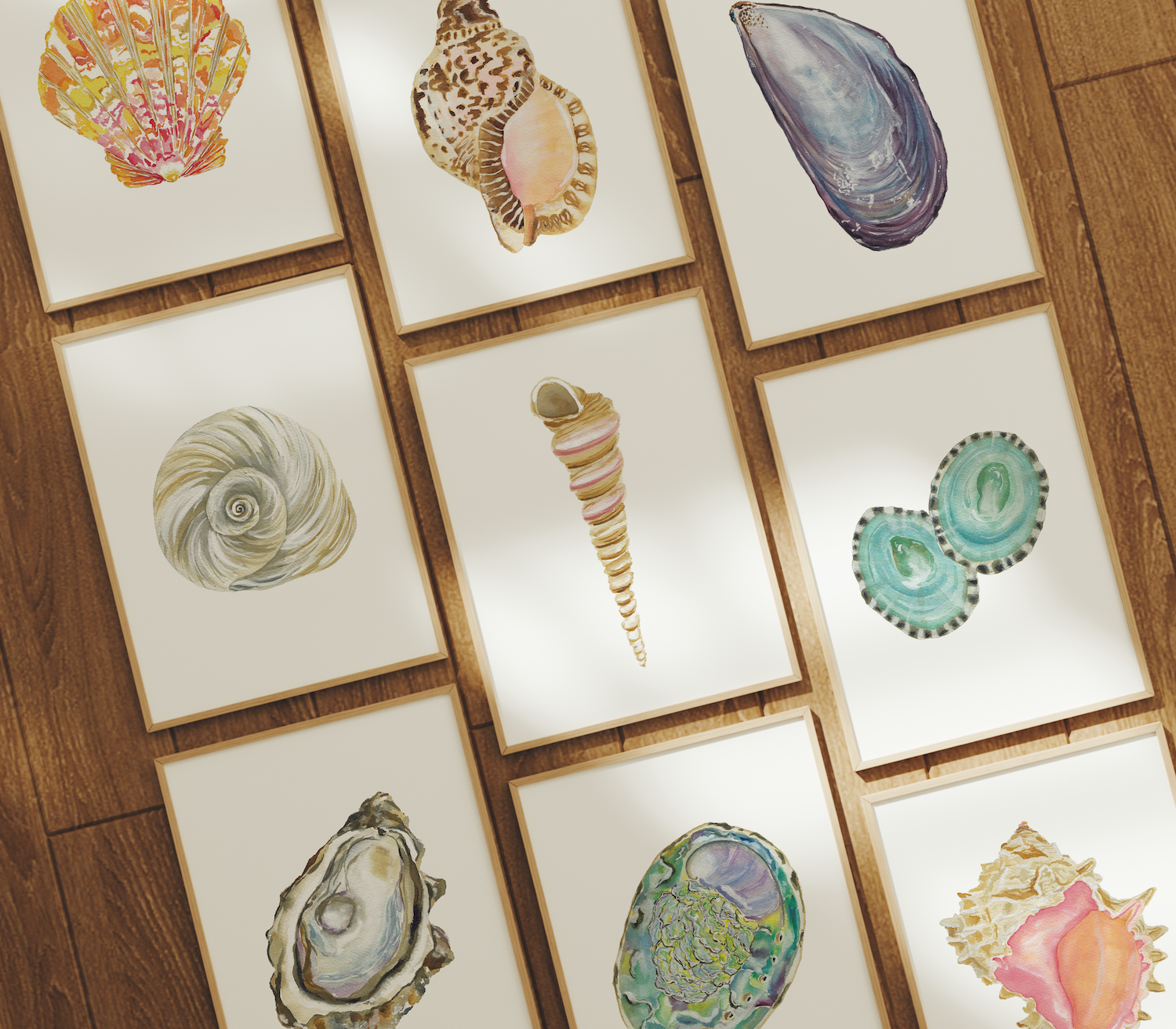 Sundial Shell Art Print 8x10 — Catherine Cartie